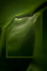 Photo frame with natural green banana leaves in dark background.Tropical leaves forest wallpaper.