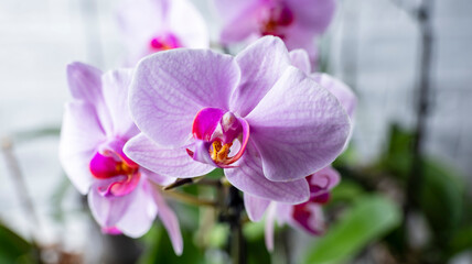 purple orchid flower