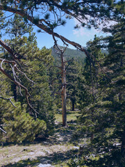 Obraz premium Trees in Mount San Jacinto State Park, Palm Springs, Riverside County, California