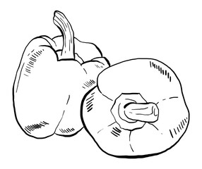 Set of Hand drawn Paprika, Vector Illustrations