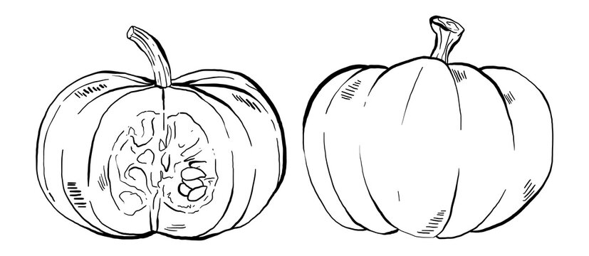 Set of Hand drawn Pumpkins, Vector Illustrations