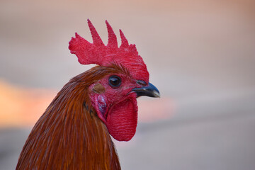 A close-up of a rooster's head and neck
