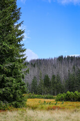 Fototapeta na wymiar Autumn colors medaow in Tatra Mountains with withered pine trees and spruces due to bark beetle attack, yellow grass on Rowien Waksmundzka Glade, Poland.