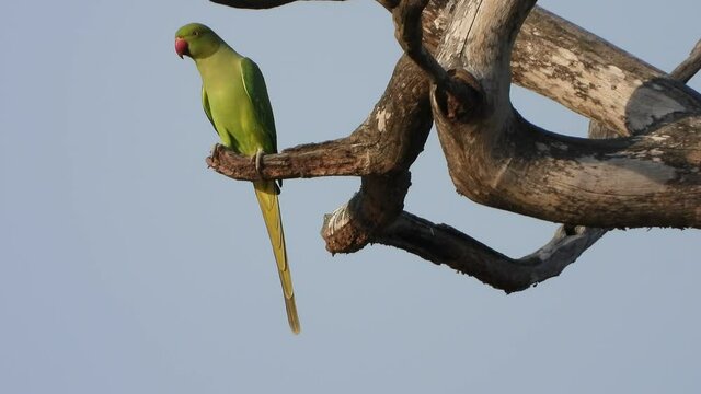 Parrot in tree just chilling ..