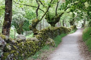 camino de santiago