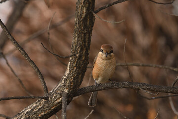 Bull-headed shrike perching on a branch.