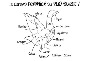 Canard pièces de viande, canard gras origine Sud Ouest, schéma découpe du canard en français, illustration, croquis