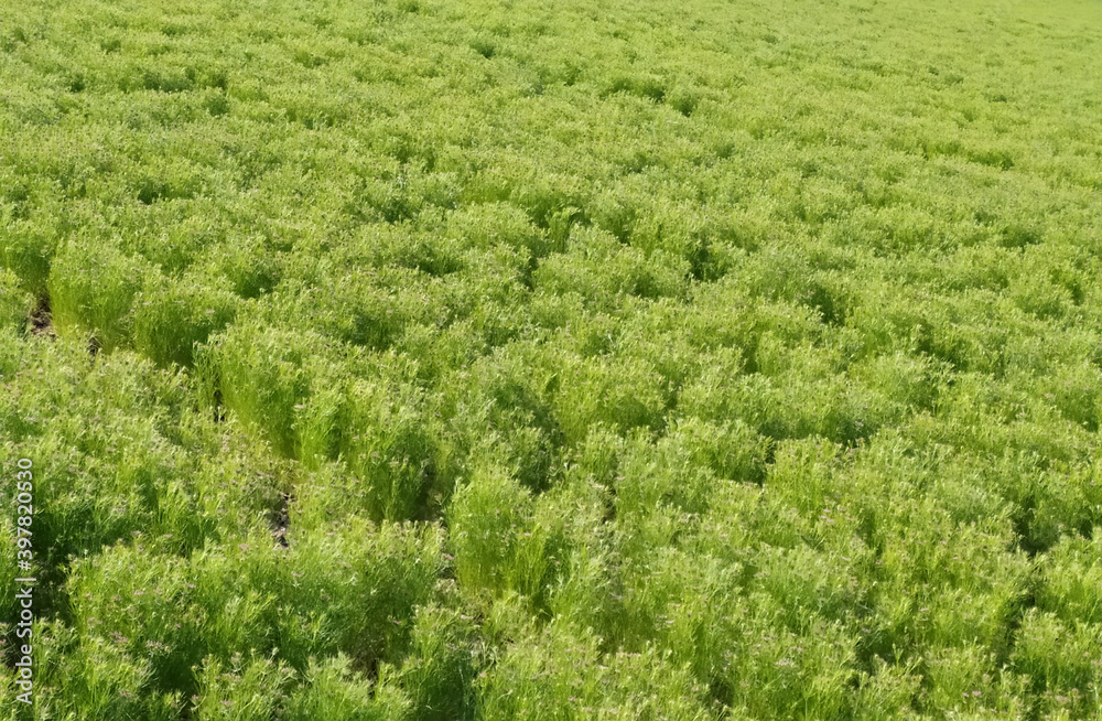 Wall mural cumin seeds plant, jeera tree, jira farm, jeera biz, fluffy volume bush of cumin (zira) on a farming