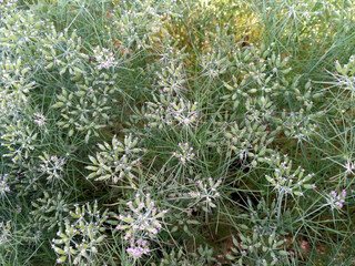 CUMIN seeds plant, jeera tree, Jira farm, Jeera biz, fluffy volume bush of cumin (zira) on a...