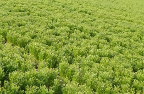CUMIN seeds plant, jeera tree, Jira farm, Jeera biz, fluffy volume bush of cumin (zira) on a farming in INDIA