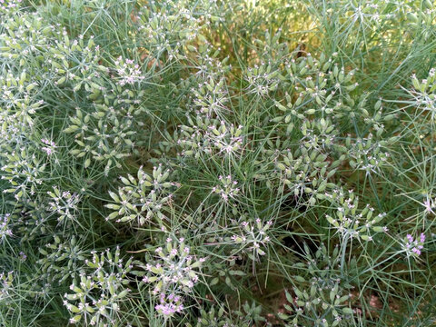 CUMIN seeds plant, jeera tree, Jira farm, Jeera biz, fluffy volume bush of cumin (zira) on a farming in INDIA