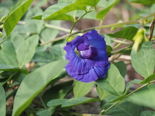 Purple wildflower in the forest