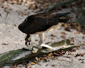 Osprey Stock Photos. Osprey profile view eating a fish displaying its brown plumage head, talons with a blur background in its habitat and environment. Image. Picture. Portrait.