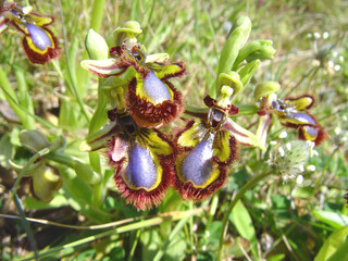 Orchidea, Ophrys speculum