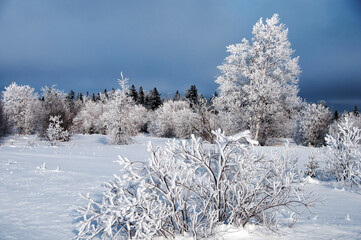 Winter scenery stock photos.  Scenery of Winter Season with frost trees and blue sky. Winter Wonderland. Frosty trees stock photos.
