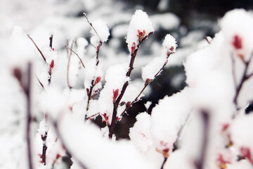 Snow copna on branches, winter fluffy snow on tree branches