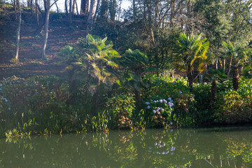 Tree ferns and hydrangea shrubs over the lake