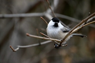 black backed shrike