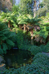 Fern trees overlooking the fish pond