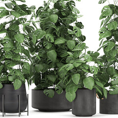 Monstera in a black Pot isolated on white background