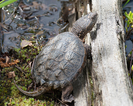 Snapping turtle stock photo. Snapping turtle in its growing phase. Baby turtle close-up profile view sitting on moss displaying turtle shell, head, with a  background  in its habitat. Image.