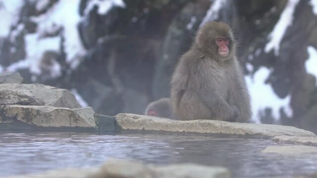 Slow motion of Japanese snow monkey macaque prevent cold near the hot spring pond of Jigokudani Park at winter season, Yamanouchi, Nagano, Japan. Famous landmark to see wildlife.-Dan
