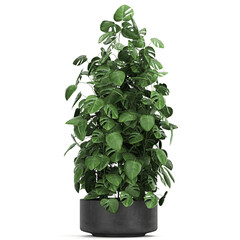 Monstera in a black Pot isolated on white background