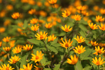 field of yellow flowers