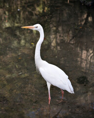 White Heron stock photo.  White Heron bird close-up profile view in the water  displaying its white feather plumage, body, head, eye, beak, with blur water background in its environment and habitat.