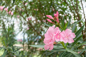 Beautiful pink flowers in the garden.