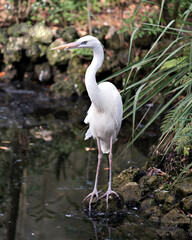 White Heron stock photo. close-up profile view standing on rock and exposing its body, head, long neck, beak, long legs in its environment and habitat with a foliage background.