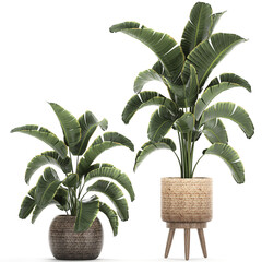 Fototapeta premium Banana palm in a basket on a white background
