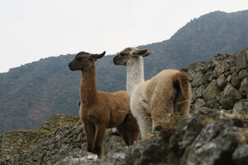 Fototapeta premium llama in the mountains of machu picchu