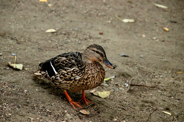 duck