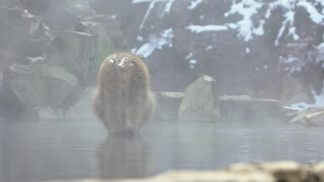 Slow motion of Japanese snow monkey macaque drink and prevent cold near the hot spring pond of Jigokudani Park at winter season, Yamanouchi, Nagano, Japan. Famous landmark to see wildlife.-Dan