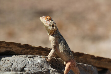 lizard on a rock