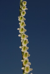 Orchidea, Spiranthes spiralis