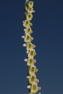 Orchidea, Spiranthes spiralis