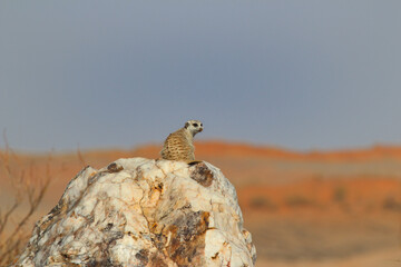 Meerkat on top of rock using it as a viewpoint to keep an eye out on the area, Rostock Ritz Namibia