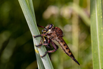 Closeup of Robber fly killing and eating a wasp. Concept of insect and wildlife conservation, habitat preservation, and backyard flower garden