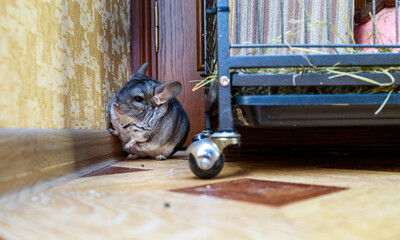 A fluffy gray chinchilla sits near its cage