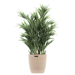 palm tree in a basket isolated on white background