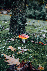 Muchomor w mchu  © Patrycja