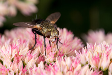 Tachinid Fly on Sedum plant. Concept of insect and wildlife conservation, natural pest control, and backyard flower garden.