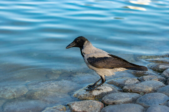 A gray, adult crow drinks water. Crow on the shore of the pond