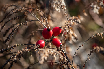 Rosehip branch with ripe berries, covered with ice in early winter on a sunny day