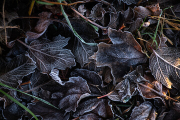 Nice macro photo of autumn color leaf frosted with ice, bad and cold weather