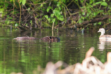 North American beaver (Castor canadensis) in spring