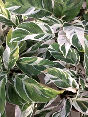 Naklejka na ściany i meble White broad strokes on green lanceolate leaves of Never Never Plant (Ctenanthe oppenheimiana)