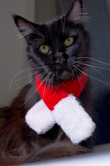 Black cat Maine coon with red scarf near window. Christmas cat.